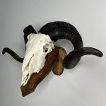 جمجمه طبیعی قوچ دکوری