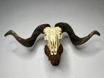 جمجمه و شاخ قوچ اهلی Ovis-model-46 - Image 9