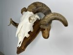 جمجمه و شاخ قوچ اهلی Ovis-model-48 - Image 10