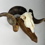 جمجمه طبیعی قوچ دکوری