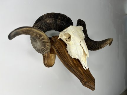 جمجمه طبیعی قوچ دکوری