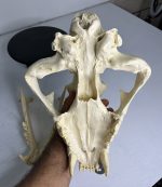 جمجمه شیر نر آفریقایی - Lion-model-1 - Image 20