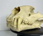 جمجمه ببر بنگال - Tiger-model-1 - Image 16