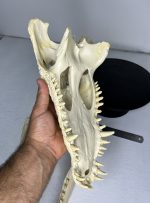 جمجمه کروکودیل پوزه کوتاه- گاندو - Crocodile-model-1 - Image 17