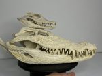 جمجمه کروکودیل کایمن  - Caiman-model-1 - Image 15
