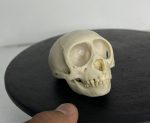 جمجمه میمون رزوس  - Macaca-model-1 - Image 3