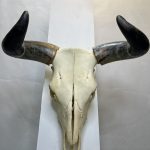 جمجمه و شاخ واقعی گاو
