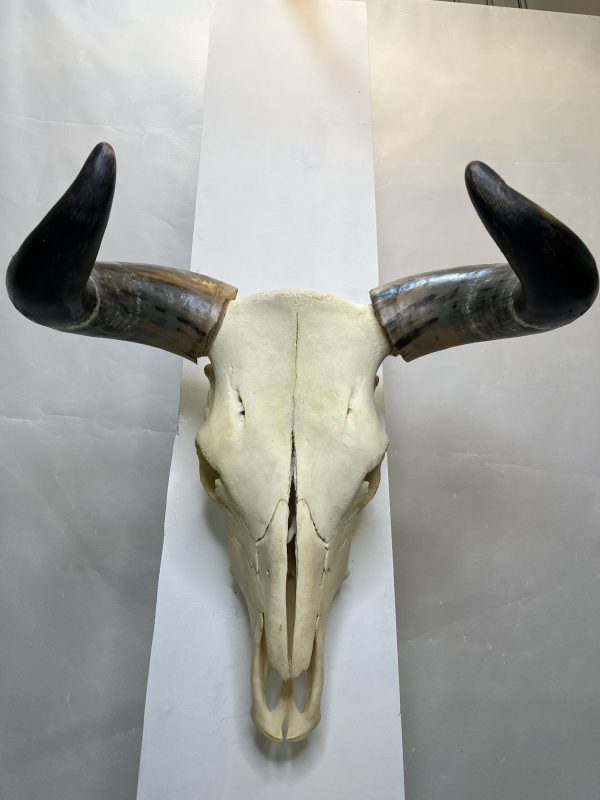 جمجمه و شاخ واقعی گاو