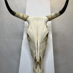 جمجمه و شاخ طبیعی گاو مدل 9 - cow-model--9