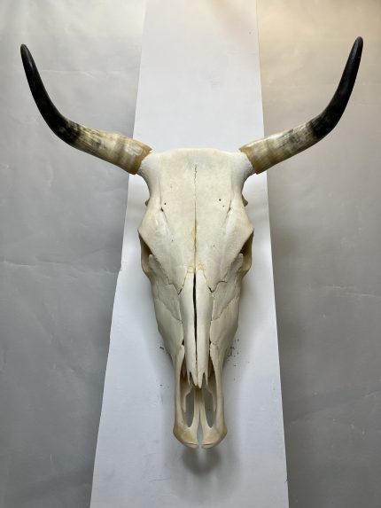 جمجمه و شاخ طبیعی گاو مدل 9 - cow-model--9