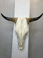 جمجمه و شاخ طبیعی گاو مدل 208 - cow-model--208 - Image 2