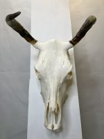 جمجمه و شاخ طبیعی گاو مدل 35- cow-model--35 - Image 10