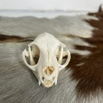 جمجمه طبیعی گربه اهلی model-1