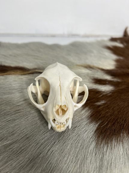 جمجمه طبیعی گربه اهلی model-1