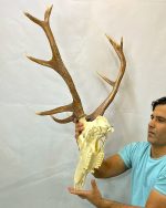 جمجمه و شاخ گوزن مرال 12خال – maral-model-12 - Image 6