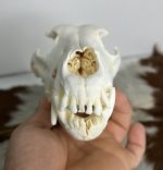 جمجمه طبیعی سگ اهلی model-1 - Image 9