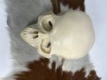 جمجمه انسان مدل دو قسمتی رنگ سفید استخوانی skull-human-model-1 - Image 11