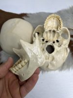 جمجمه انسان مدل پیشانی باز (سه قسمتی) رنگ سفید طبیعی  skull-human-model-2 - Image 15