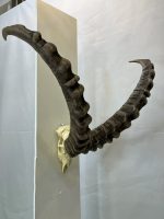 جمجمه و شاخ پازن ایبکس سیبری