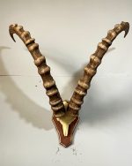 پیشانی جمجمه و شاخ آیبکس سیبری تاجیکستان ibex-model-2 - Image 4