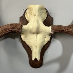 پیشانی جمجمه و شاخ گوزن موس moose-model-1 - Image 8