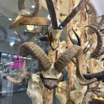 جمجمه شاخ قوچ ارگالی
