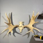 پیشانی جمجمه و شاخ گوزن موس moose-model-1 - Image 4