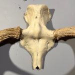 پیشانی جمجمه و شاخ گوزن موس moose-model-1 - Image 3