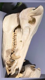جمجمه گراز وحشی - Wild boar-model-1 - Image 21