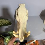 جمجمه گراز وحشی - Wild boar-model-1 - Image 19
