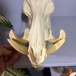 جمجمه گراز وحشی - Wild boar-model-1 - Image 18