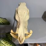 جمجمه گراز وحشی - Wild boar-model-1 - Image 17