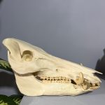 جمجمه گراز وحشی - Wild boar-model-1 - Image 22