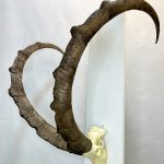 جمجمه و شاخ کل وحشی پازن  pazan-model-120