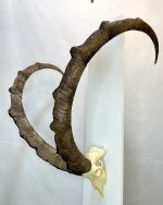 جمجمه و شاخ کل وحشی پازن  pazan-model-120