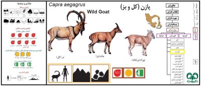 کل و بز- پازن