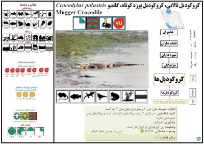 جمجمه تمساح پوزه کوتاه کروکودیل