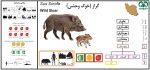 جمجمه گراز وحشی - Wild boar-model-1 - Image 23