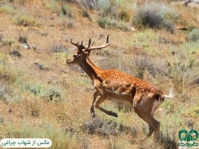 جمجمه و شاخ گوزن زرد