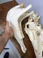 جمجمه طبیعی اسب شماره 8 / Horse-model-8 - Image 2