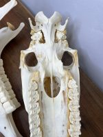 جمجمه طبیعی اسب شماره 7 / Horse-model-7 - Image 2