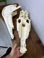 جمجمه طبیعی اسب شماره 11 / Horse-model-11 - Image 2