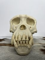 جمجمه شامپانزه-مدل 1 - Chimpanzees-model-1 - Image 2