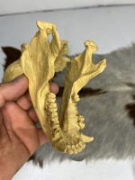 جمجمه شامپانزه-مدل4 - Chimpanzees-model-4 - Image 2