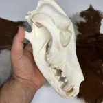 جمجمه طبیعی گرگاس model-1