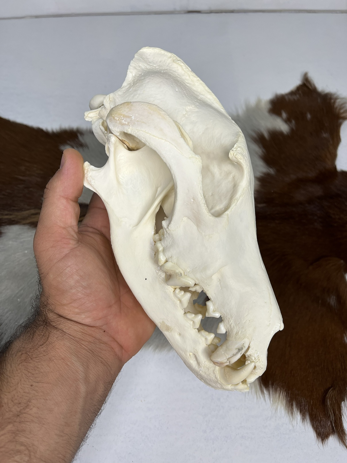 1 جمجمه طبیعی گرگاس model-1 - Image 1