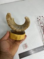 گلدان شاخ قوچ مدل 3 /  horn-model-3 - Image 2