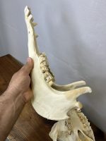 جمجمه طبیعی شتر شماره 5 / Camel-model-5 - Image 12