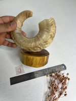گلدان شاخ قوچ مدل 9 /  horn-model-9 - Image 2