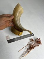 گلدان شاخ قوچ مدل 11 /  horn-model-11 - Image 2